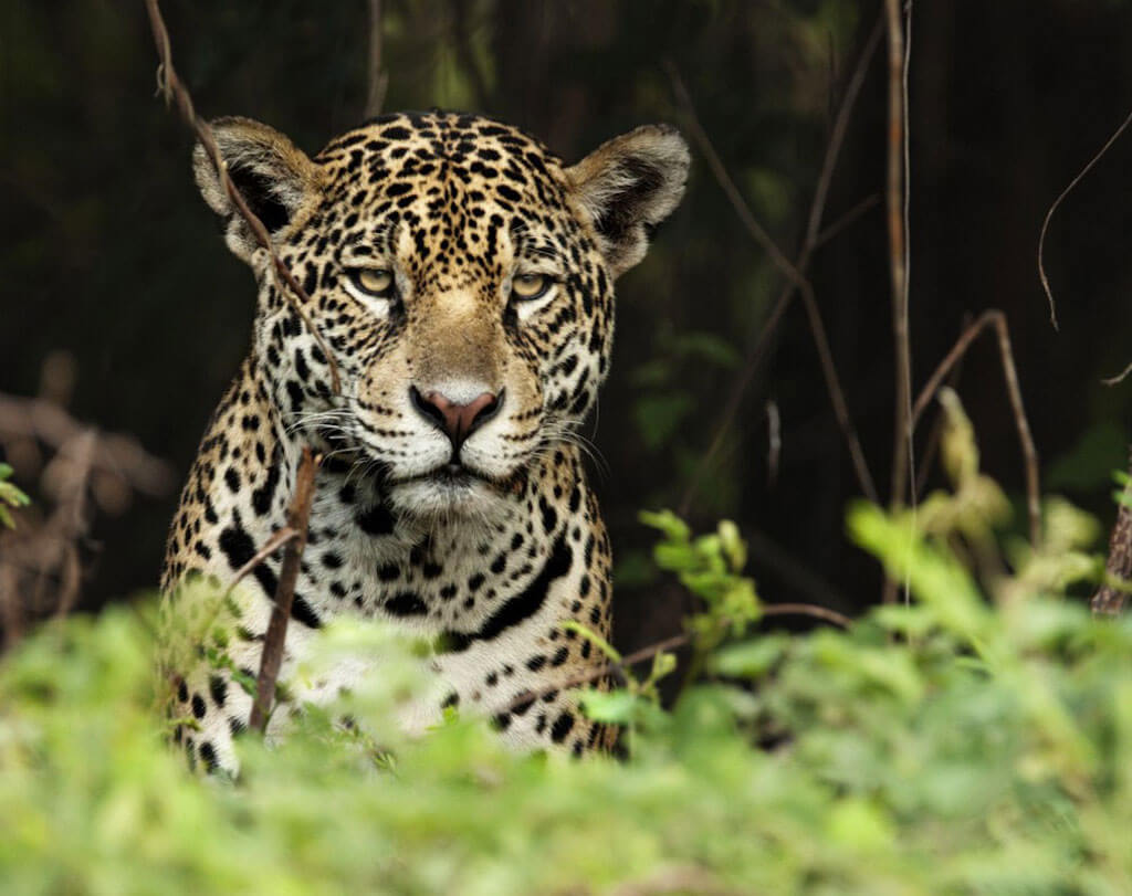Il-Pantanal-Ivan-Mazzon