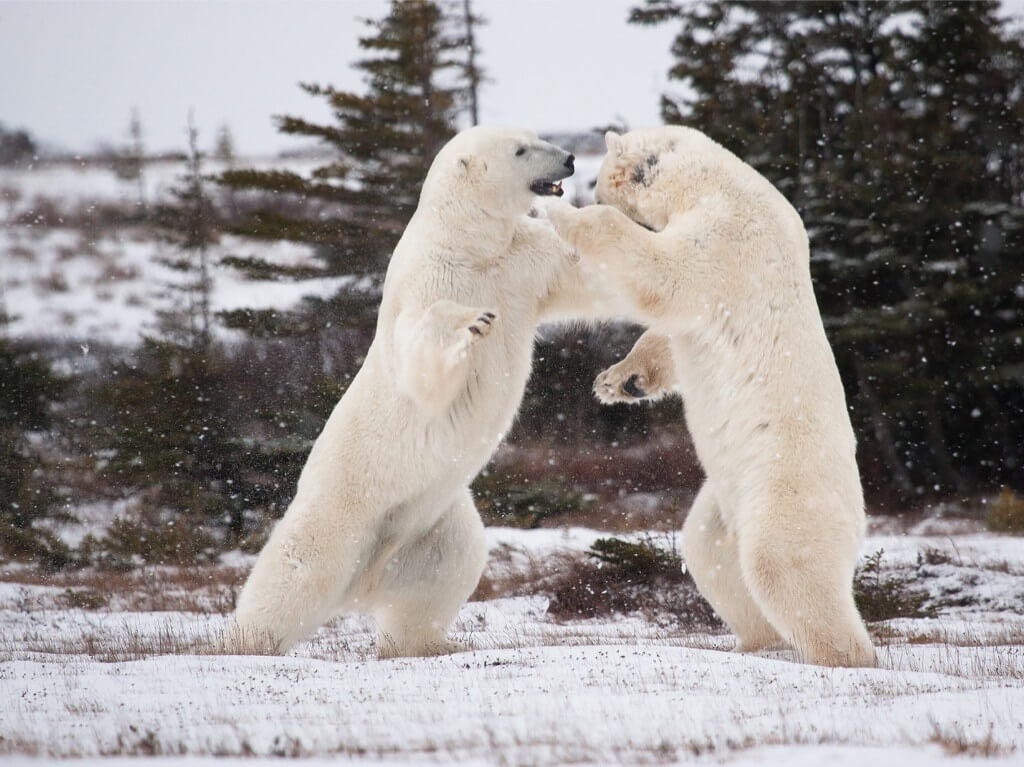 4_orso