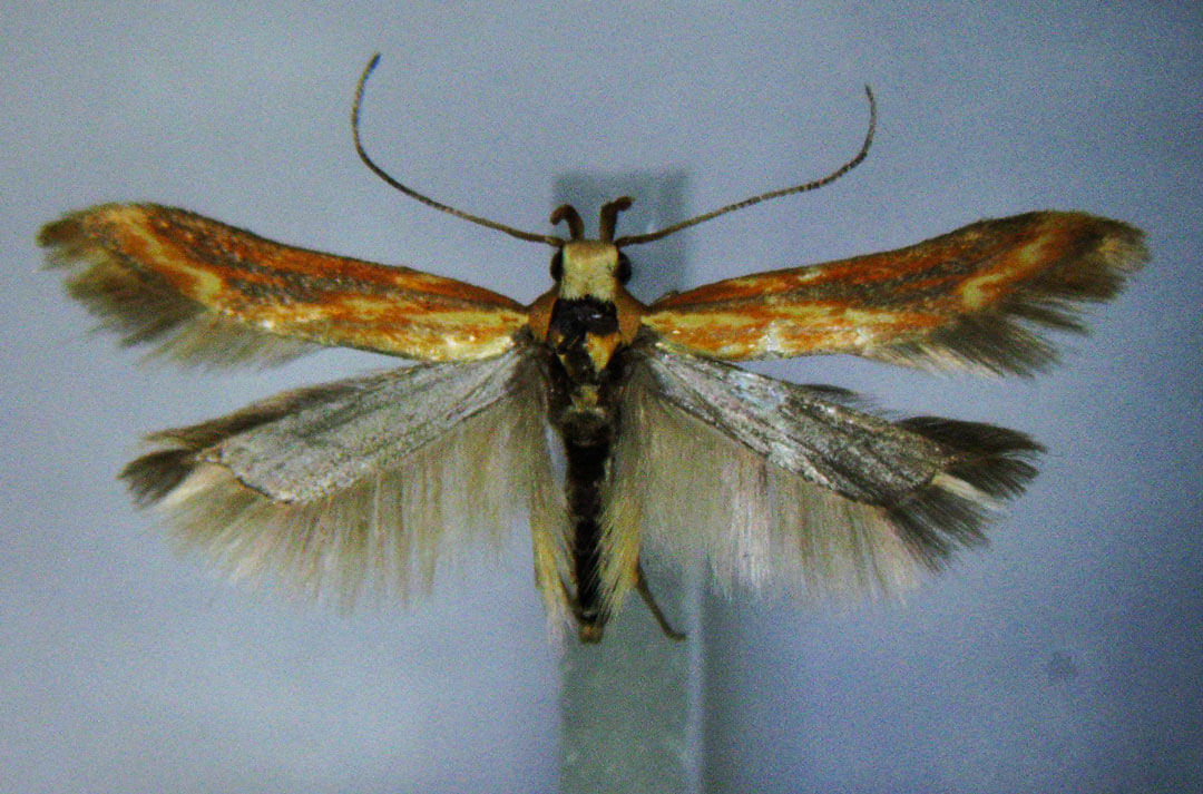 farfalla